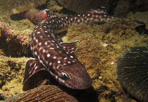 catshark