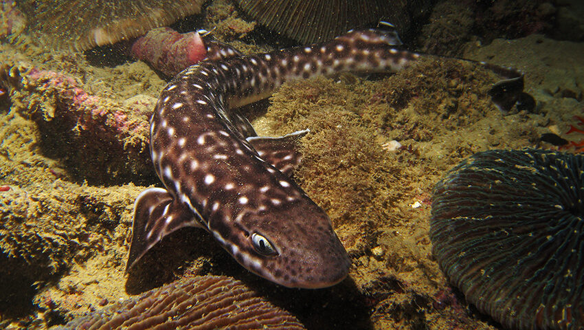 catshark