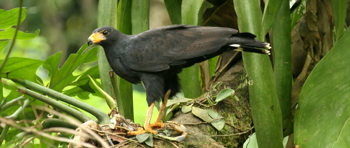 common black hawk