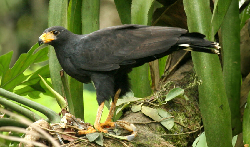 common black hawk