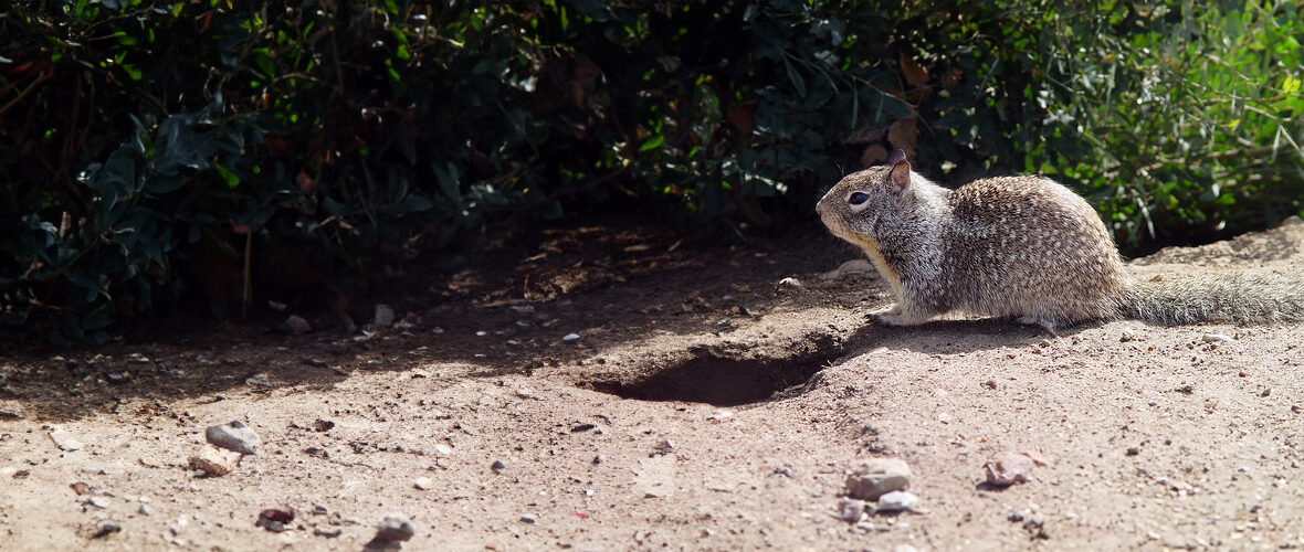 California ground squirrel