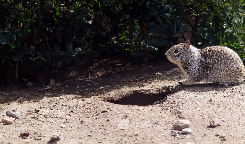 California ground squirrel