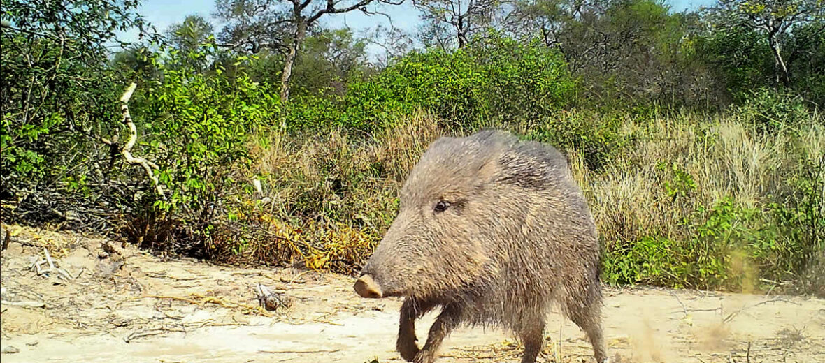 Chacoan peccary