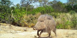 Chacoan peccary
