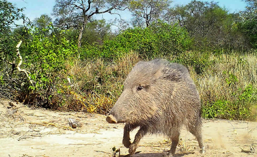 Chacoan peccary