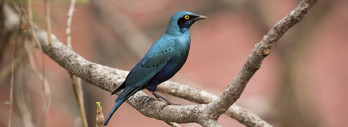 greater blue-eared glossy starling