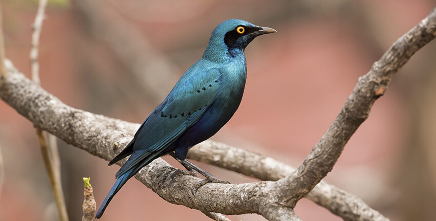 greater blue-eared glossy starling