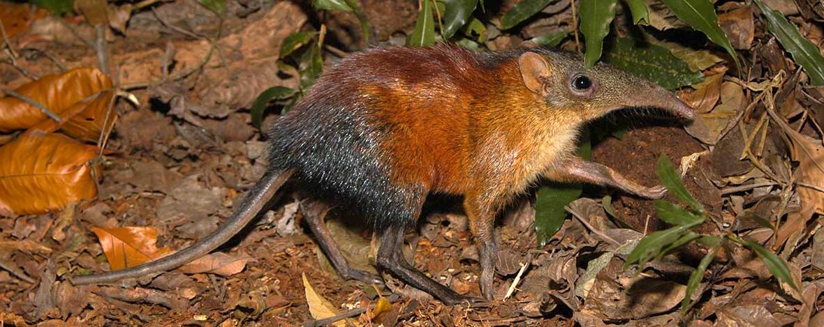 grey-faced sengi