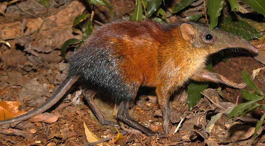 grey-faced sengi