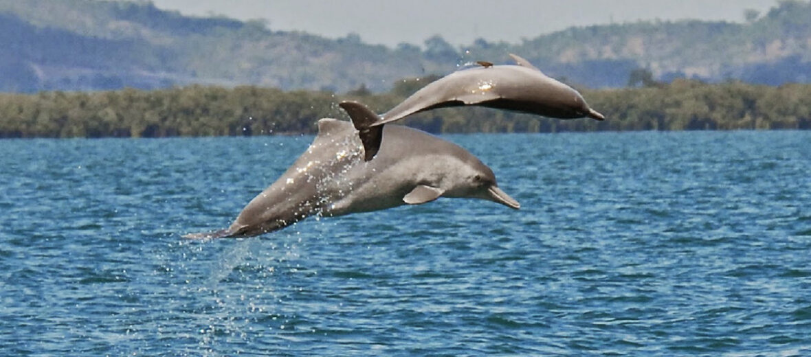 humpback dolphin