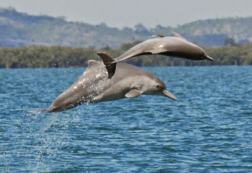 humpback dolphin