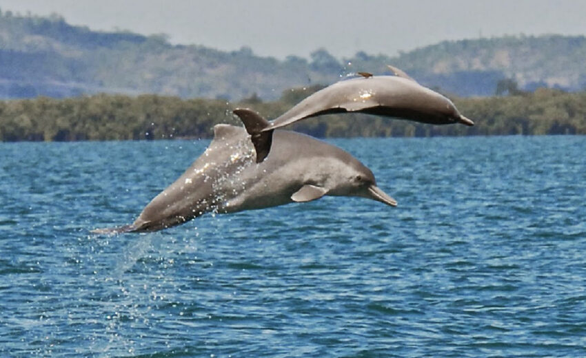 humpback dolphin