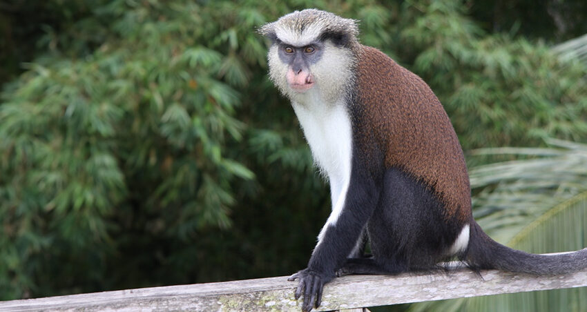 mona monkey