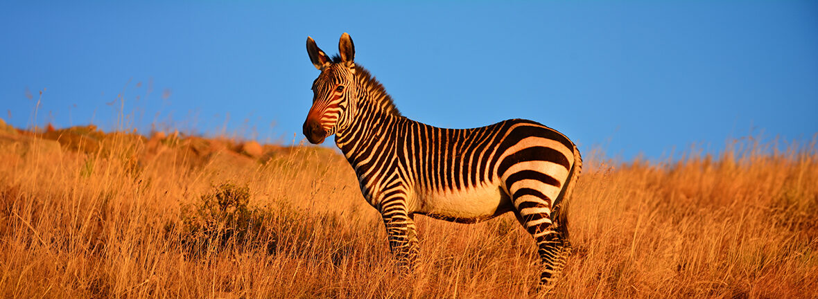 mountain zebra