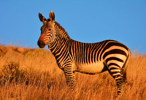 mountain zebra