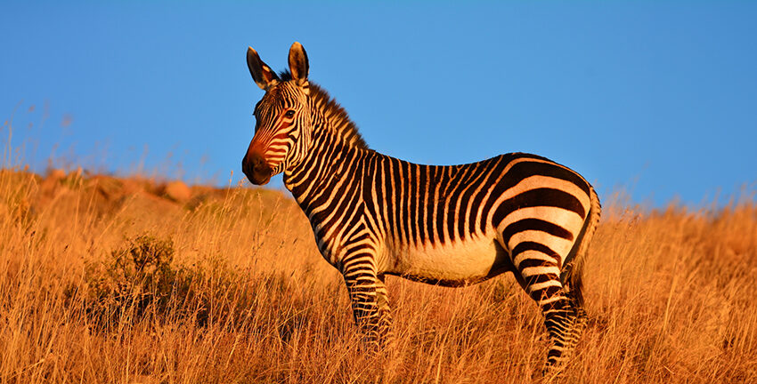 mountain zebra