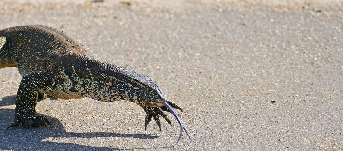 Nile monitor