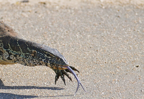 Nile monitor