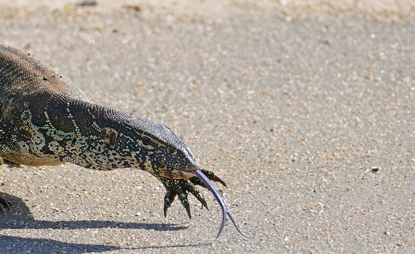 Nile monitor