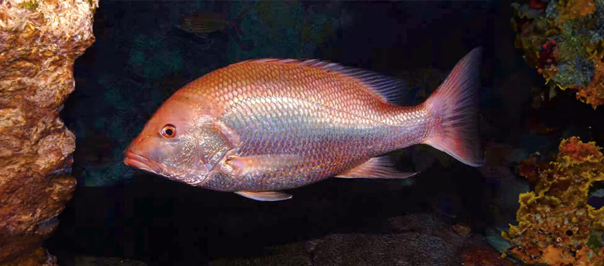 northern red snapper