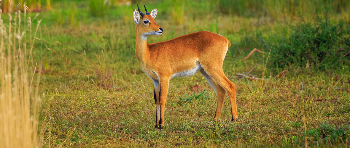 oribi