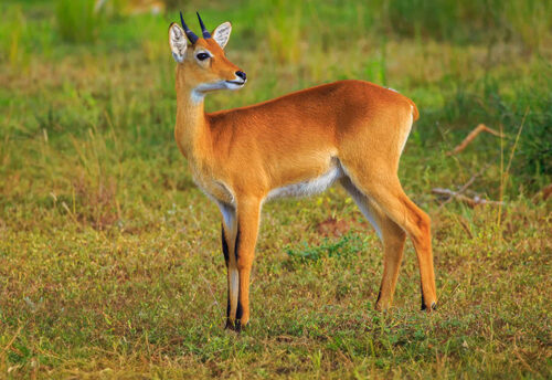 oribi