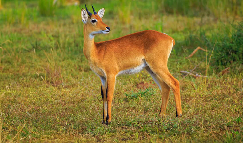 oribi