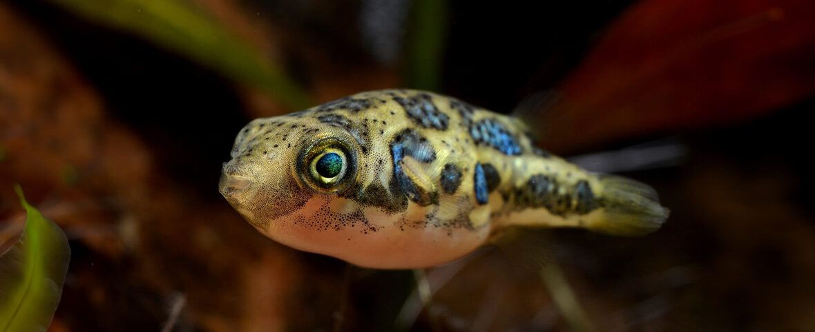 pea pufferfish