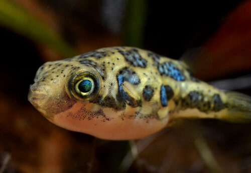 pea pufferfish