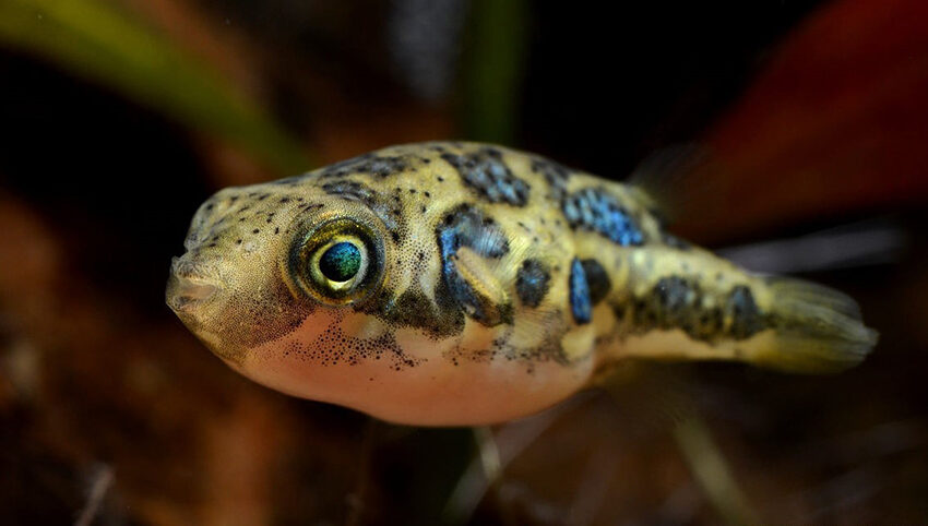 pea pufferfish