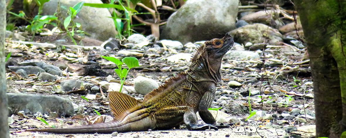 Philippine sailfin lizard