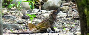 Philippine sailfin lizard