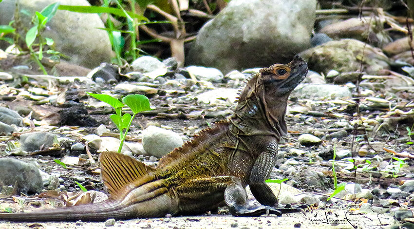 Philippine sailfin lizard