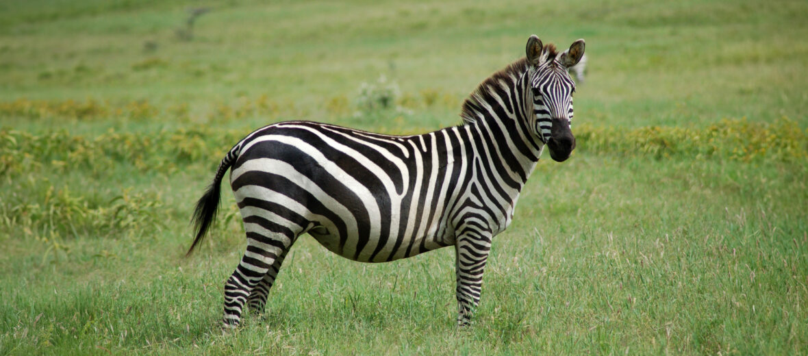 plains zebra