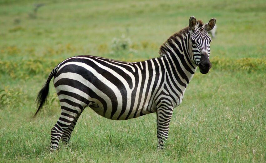 plains zebra