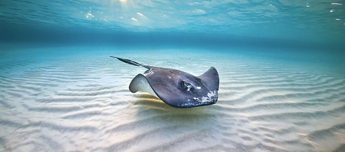 southern stingray