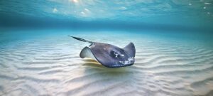 southern stingray