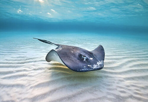 southern stingray