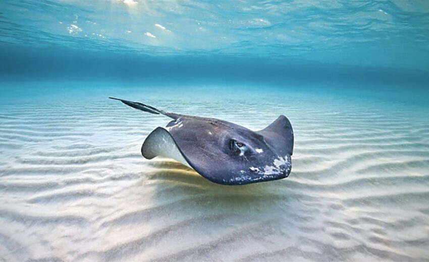 southern stingray