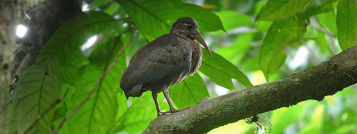 São Tomé ibis