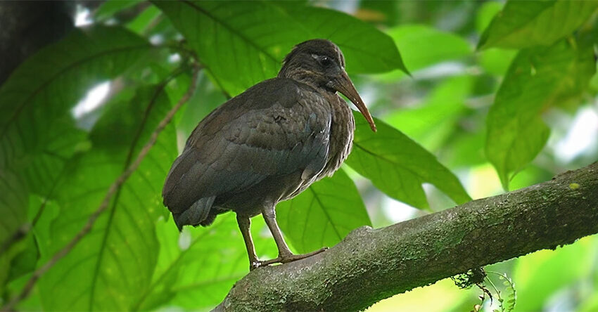 São Tomé ibis