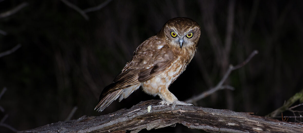 Australian boobook owl