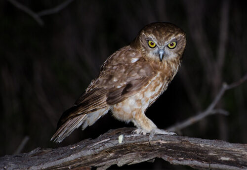 Australian boobook owl