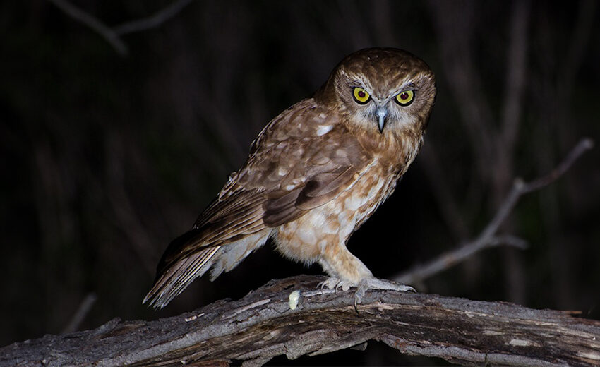 Australian boobook owl