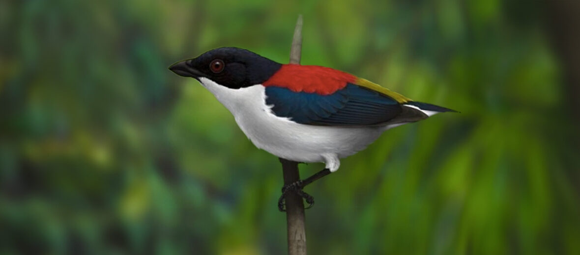 Cebu flowerpecker