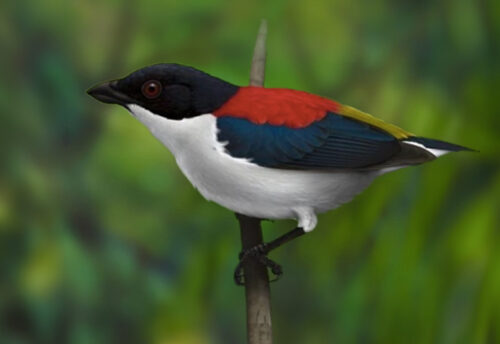 Cebu flowerpecker