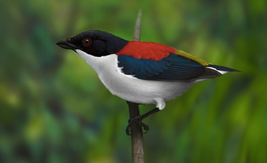 Cebu flowerpecker