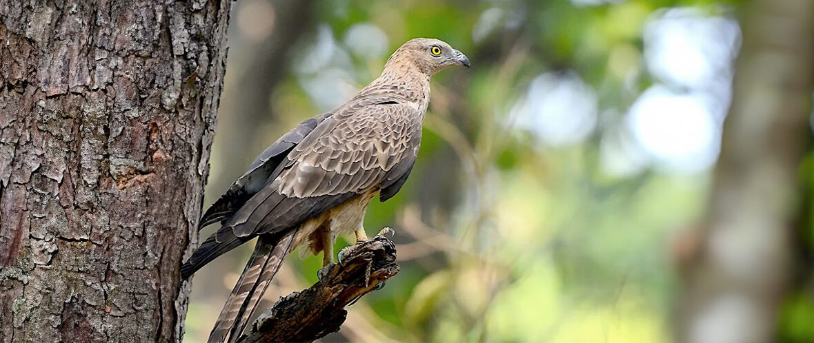 crested honey buzzard