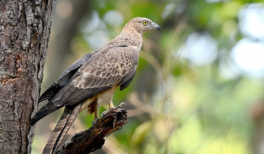 crested honey buzzard