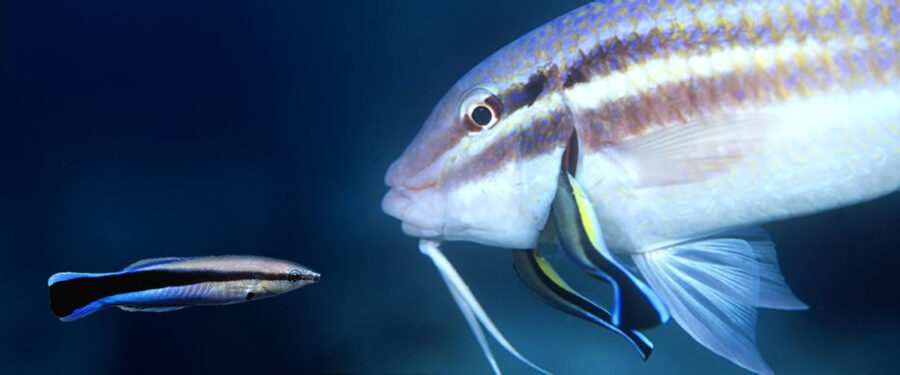 The Cleaner Wrasse | Critter Science